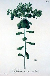 Euphorbia Helioscopia Joseph Roquesin (1772-1850) vuonna 1821 julkaisemasta "Phytographie Medicale" -teoksesta (kaiverrus).