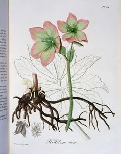 Helleborus Niger Joseph Roquesin (1772-1850) Phytographie Medicalesta, julkaistu vuonna 1821 tekijältä L.F.J. Hoquart