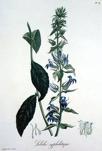 Lobelia Siphilitica Joseph Roquesin (1772-1850) teoksesta Phytographie Medicale, julkaistu vuonna 1821 (kaiverrus) tekijältä L.F.J. Hoquart