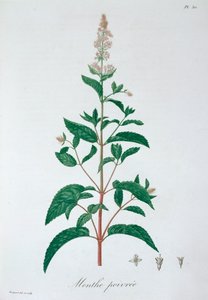 Mentha Piperita Piparminttu, 1821 tekijältä LFJ Hoquart