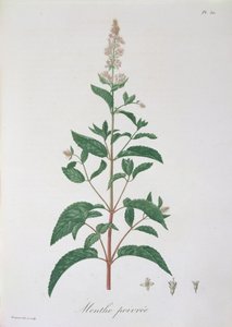 Mentha Piperita Joseph Roquesin (1772-1850) Phytographie Medicalesta, julkaistu vuonna 1821 tekijältä L.F.J. Hoquart