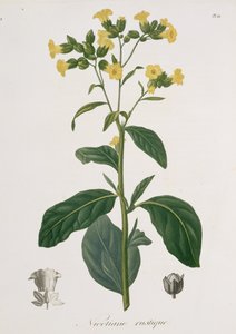 Nicotiana Joseph Roquesin (1772-1850) Phytographie Medicalesta, julkaistu vuonna 1821 tekijältä L.F.J. Hoquart