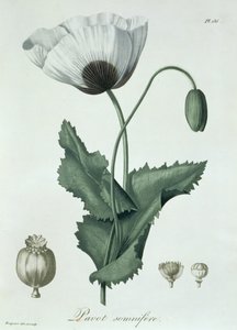 Papaver Somniferum Joseph Roquesin (1772-1850) teoksesta Phytographie Medicale, julkaistu vuonna 1821