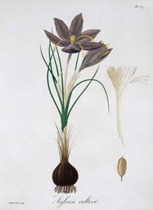 Sahramikrookus, 1821. tekijältä LFJ Hoquart