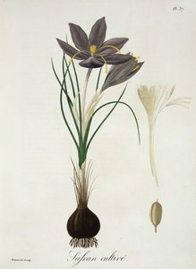 Joseph Roquesin (1772-1850) Phytographie Medicalen sahramikrookus julkaistiin vuonna 1821.