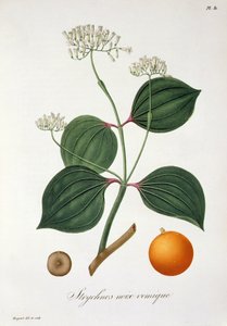 Strychnos nux vomica Joseph Roquesin (1772-1850) teoksesta Phytographie Medicale, julkaistu vuonna 1821