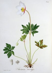 Wood Anemone Joseph Roquesin (1772-1850) "Phytographie Medicalesta", julkaistu vuonna 1821
