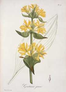 Keltainen Gentian Joseph Roquesin (1772-1850) Phytographie Medicalesta, julkaistu vuonna 1821