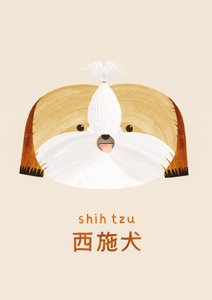 Shih tzu, 2019 tekijältä Léa Le Pivert