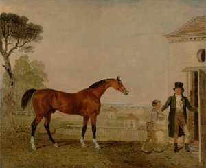 "Sultaani" Marquess of Exeter