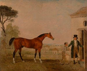 "Sultaani" Marquess of Exeter