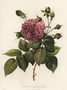 Bengalin ruusu, Rosa chinensis -lajike, isolehtinen Bengal tekijältä Langlois Langlois