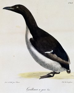 Brunnichin Guillemot, Picturesque Voyage Around the World