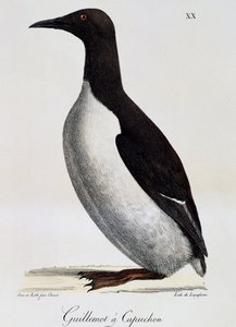 Common Guillemot (Uria aalge), maalauksellisesta matkasta maailman ympäri