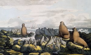 Merikarhuja Saint Paul Islandilta Alaskasta, Scenic Travel Around the World -matkailusta
