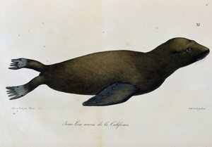 Nuori merileijona, Kalifornia, Scenic Voyage Around the World -matkasta