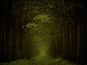Pimeän metsän polku tekijältä Lars van de Goor †