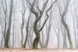 Kammottava talvimetsä tekijältä Lars van de Goor †