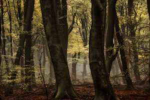 Sumuiset syksyn metsät tekijältä Lars van de Goor †