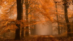Sumuisen syksyn metsäpolku tekijältä Lars van de Goor †