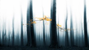 Sumuisen metsän hehku tekijältä Lars van de Goor †