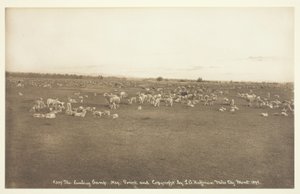Lambing Camp