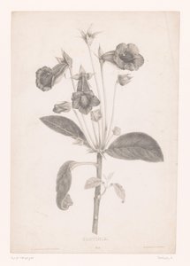 Gloxinia Gloyinia (otsikko esineessä) tekijältä Laure Devéria