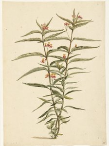 Kukkiva mäkikuisma (Asclepias curassavica) tekijältä Laurens Vincentsz. van der Vinne