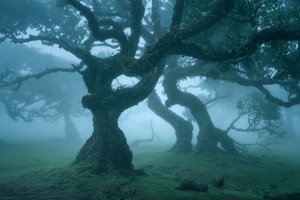 Muinaisjärjestö, 2025 (kuva)