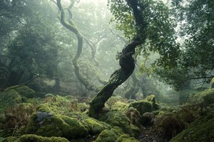 Awakening II, 2024 (kuva)