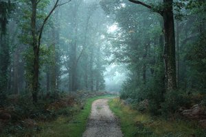 Oksien välissä, 2023 (kuva)