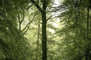 Branchline, 2024 (kuva)