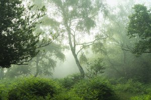 Echoes in Green, 2024 (kuva)