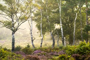 Fading Season, 2023 (kuva)