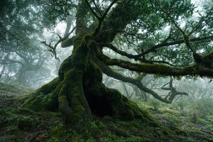 Forgotten Land, 2025 (kuva)