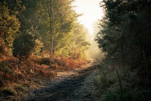 Metsän haamu, 2025 (kuva) tekijältä Lee Cooper