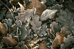 Murinaa ja oksia, 2023 (kuva) tekijältä Lee Cooper