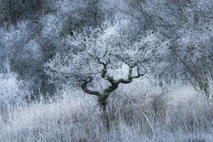 Oldwood Echo, 2022 (kuva)