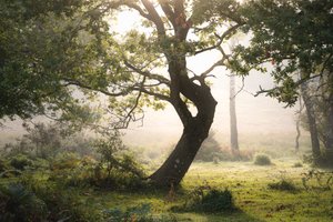 Rainroot, 2023 (kuva)