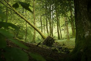 Sentinel Tree, 2024 (kuva)