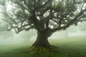 Metsän tarinoita, 2025 (kuva)