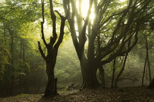 Metsän tarinoita II, 2024 (kuva)