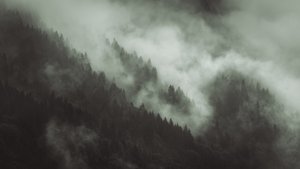 Tangled, 2022 (kuva)