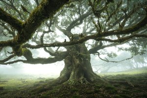 Metsä kuuntelee, 2023 (kuva)