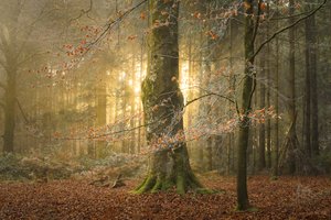 The Hollowing, 2023 (kuva)