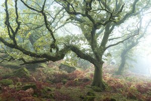 Vanha polku, 2024 (kuva)