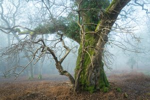 Wild Silence, 2025 (kuva) tekijältä Lee Cooper