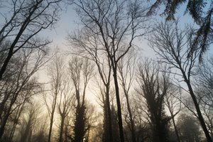 Woodland Reverie, 2023 (kuva)