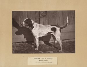 Pilotti, Chien de Saintonge, Vireladen pakkaus, A.M. Joseph de Carayon Latour