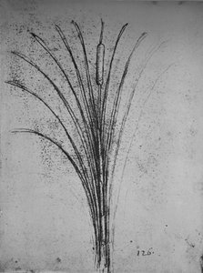 A Bulrush, c1480 1945 tekijältä Leonardo da Vinci